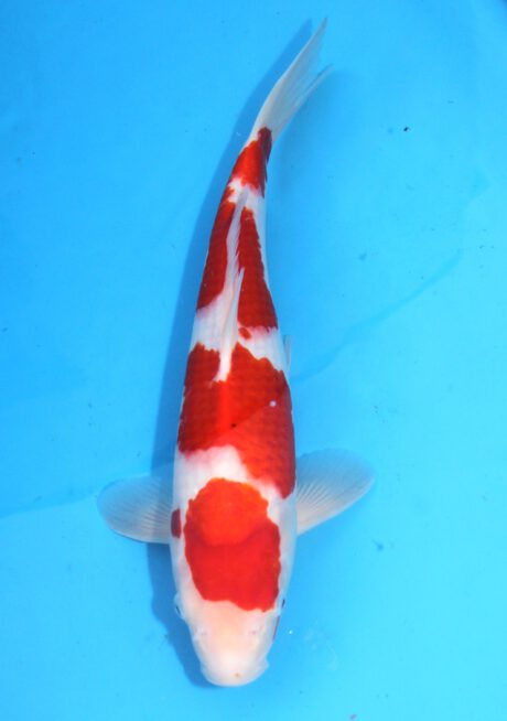 Koda01 Koda Kohaku 37 cm