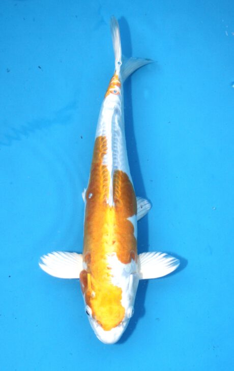 Koda11 Koda Hariwake 34cm