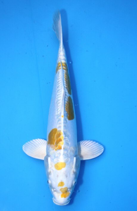 Koda07 Koda Hariwake 37cm