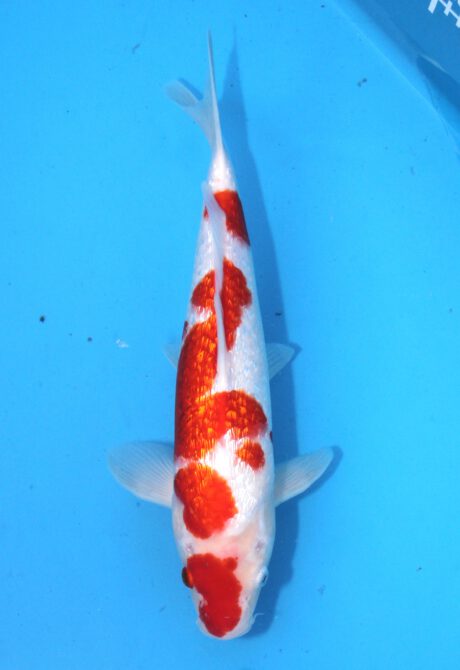 Koda02 Koda Ginrin Kohaku 37cm