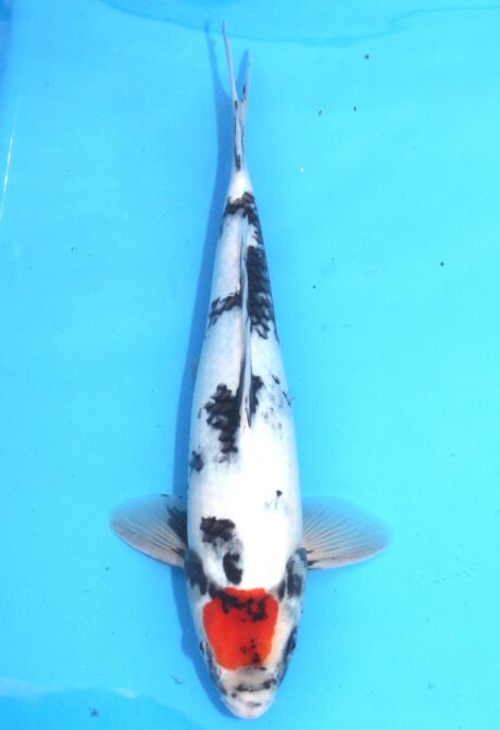 Koda36 Koda Tancho Showa 35cm