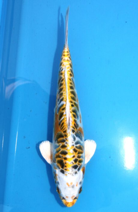 Aoki02 Aoki Yellow Dragon 35cm