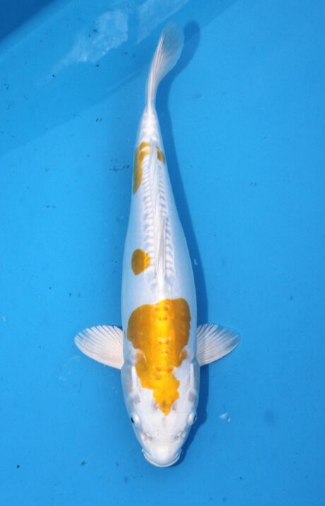 Koda10 Koda Hariwake 35cm