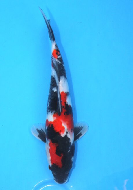 Koda33 Koda Showa 33cm