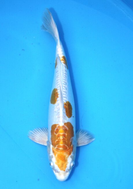 Koda42 Koda Hariwake 35cm