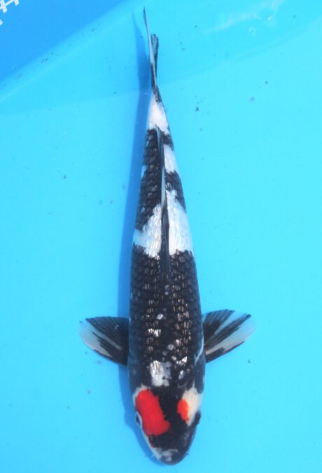 Koda12 Koda Ginrin Tancho Showa 33cm
