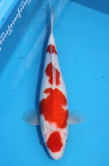 Koda26 Koda Kohaku 39cm