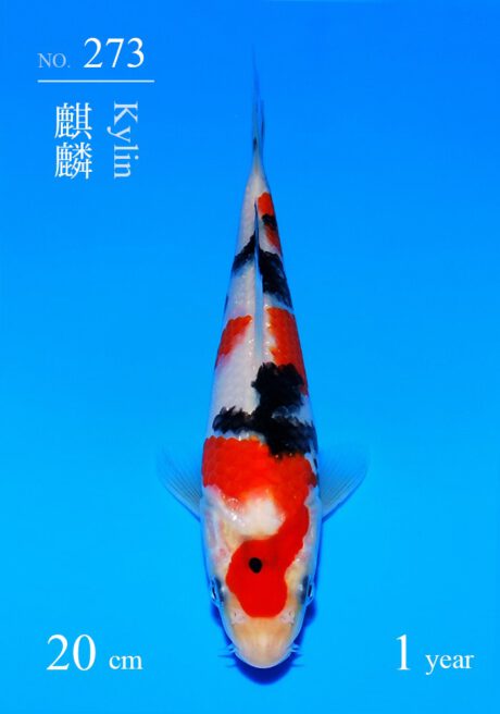 Sakai05      Sakai    Sanke Tosai 20cm    (in Azukari)