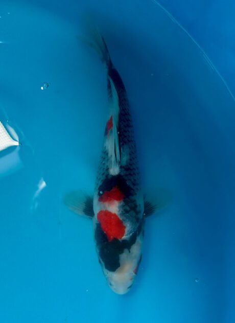 Izu038  Izumiya   Showa    27cm