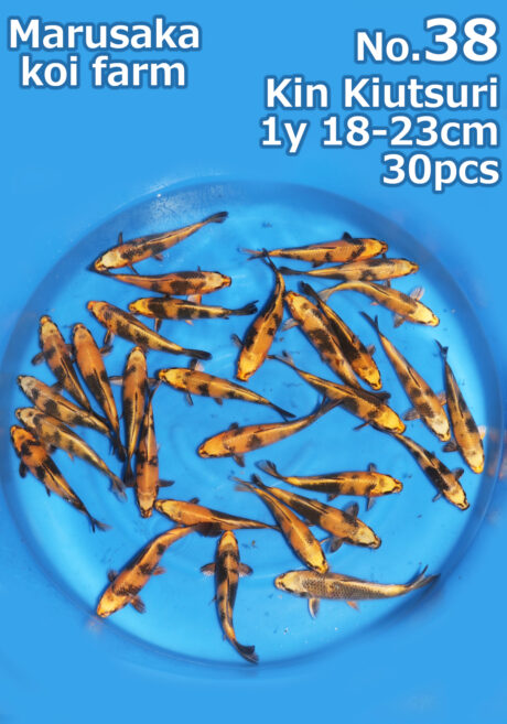 Kin001 Marusaka Kin Kiutsuri 18-23cm