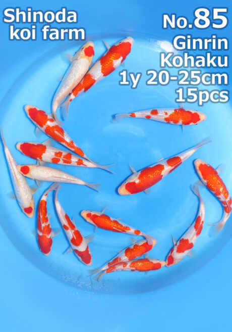 Shi0103 Shinoda Tosai Ginrin Kohaku 20-25cm