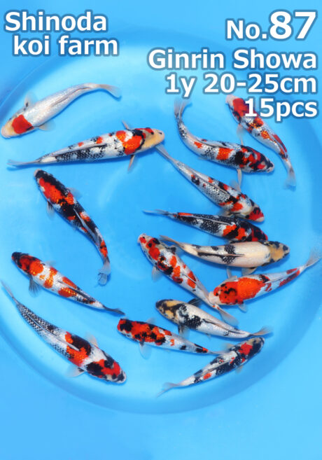 Shi0102 Shinoda Tosai Ginrin Showa / Shiro 20-25cm