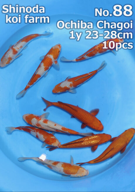 Shi0101 Shinoda Tosai Ochiba / Chagoi 23-28cm