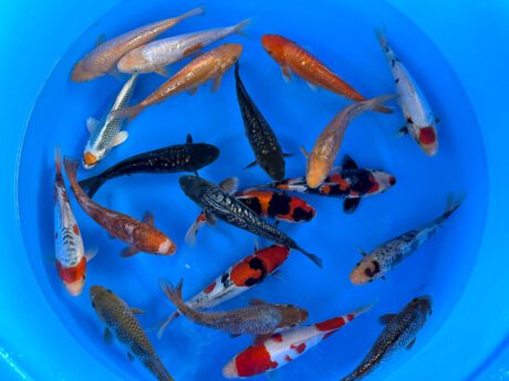 Miy101   Miyatora     HQ Handpick  Tosai  Mix   23-26cm