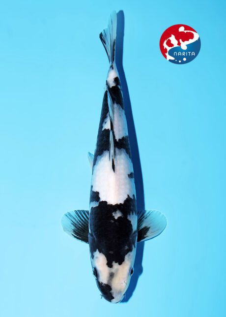 No1-13    Narita Omosako Shiro Utsuri  31cm