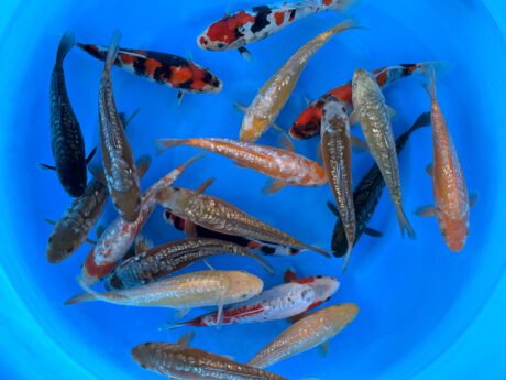 Miy100   Miyatora     HQ Tosai     New Doitsu Ginrin Mix & Showa     23-26cm