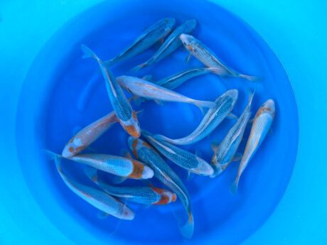 Ikt000   Ikarashi Toshinobu    Tateshita Jumbo Tosai      Ki Asagi & Kawari Mix    28-32cm