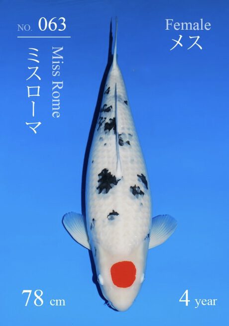 Sakai16      Sakai     Tancho Sanke      78cm