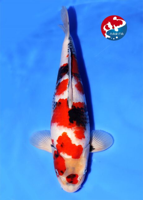 No1-25 Narita Isa Showa 37cm