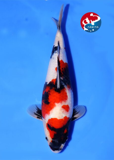 No1-24 Narita Isa Showa 34cm