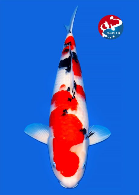 Tam001 Tamaura Sanke 56cm