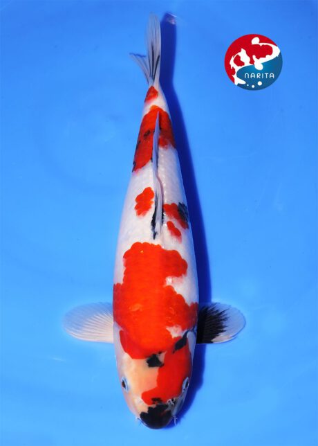 No1-26 Narita Isa Showa 33cm