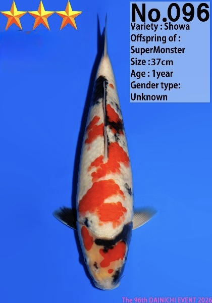 Dain44    Dainichi   Showa  37cm