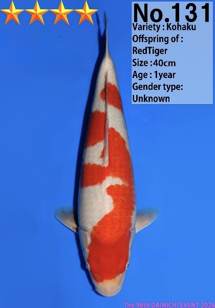 Dain45    Dainichi   Kohaku  40cm