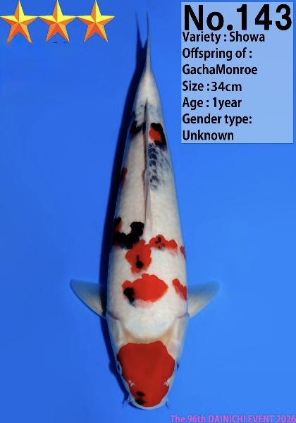 Dain46    Dainichi   Showa  34cm