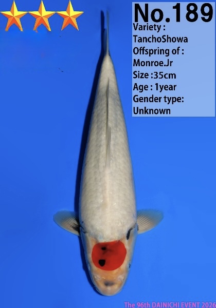 Dain47    Dainichi   Tancho Showa  35cm