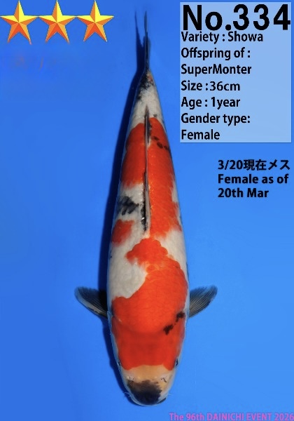 Dain48 Dainichi Showa 36cm