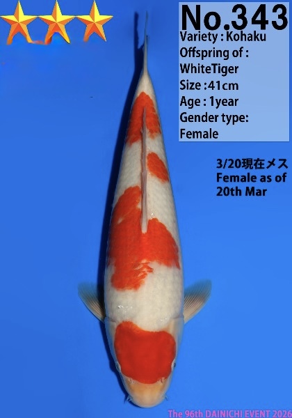 Dain49 Dainichi Kohaku 41cm