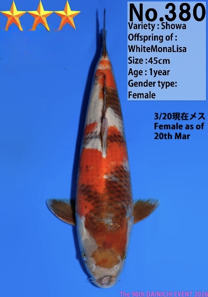 Dain50 Dainichi Ochiba Showa 45cm