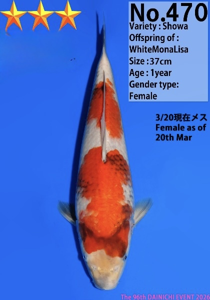 Dain51 Dainichi Showa 37cm