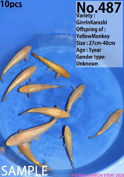 Dain102 Dainichi HQ Ginrin Karashi 27-40cm SAMPLE