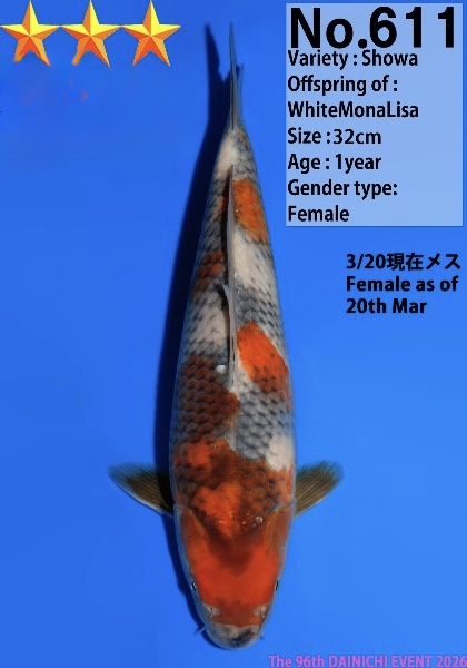 Dain52 Dainichi Utsuri Showa 32cm