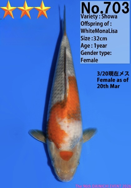 Dain53 Dainichi Ochiba Showa 32cm