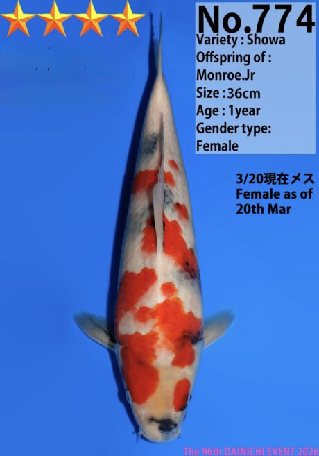 Dain54 Dainichi Showa 36cm