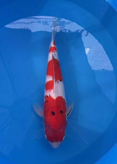 Ooy014 Ooya Sanke 55cm