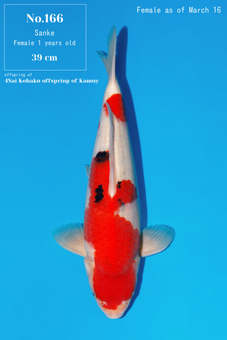 Momo39 Momotaro Sanke 39cm