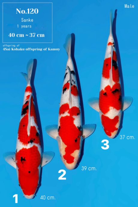 Momo40 Momotaro Sanke 37-40cm