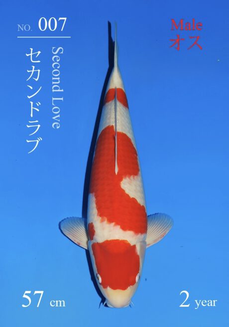 Sakai17 Sakai Kohaku 57cm