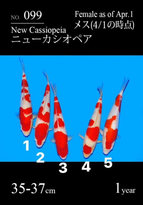 Sakai18-22 Sakai Kohaku 35-37cm