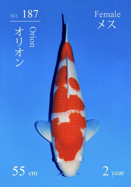 Sakai23 Sakai Kohaku 55cm