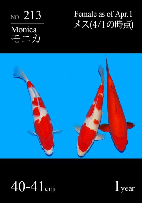 Sakai24-26 Sakai Kohaku / Benigoi 40-41cm