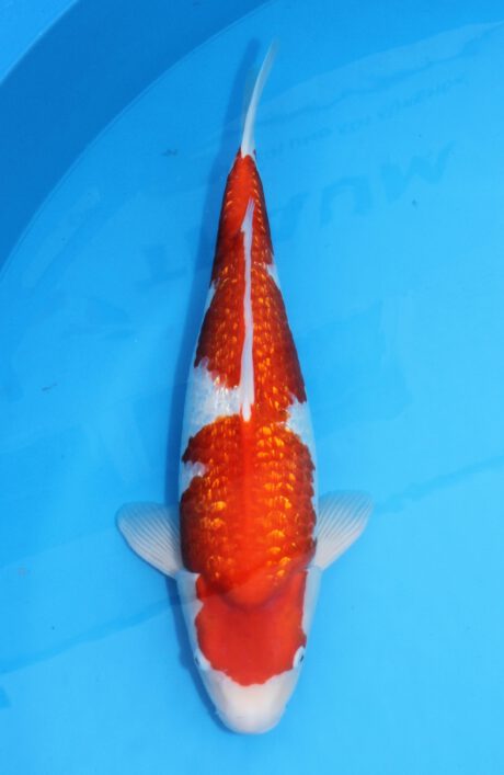 Tkt016 Takatatsu Ginrin Kohaku 55cm