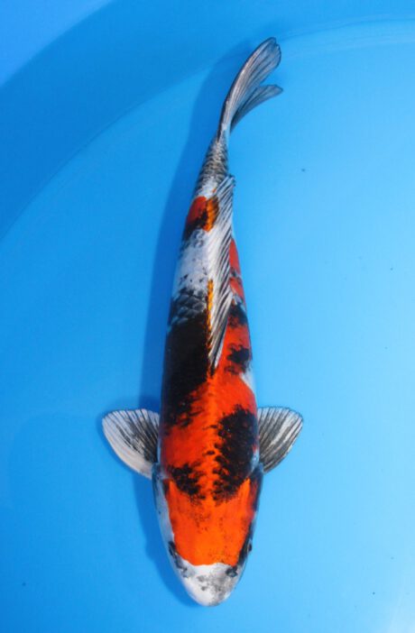 Tkt014   Takatatsu   Kin Showa    43cm