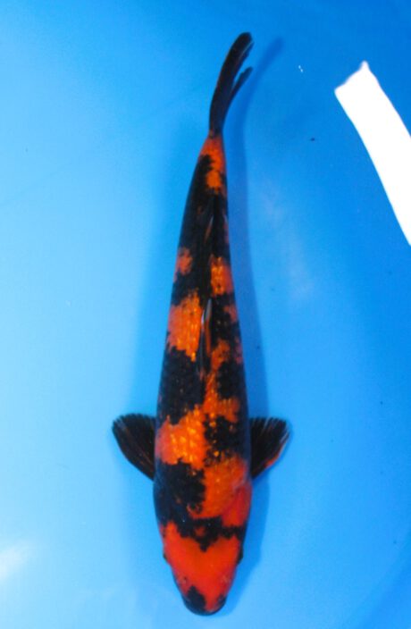 Marh022      Maruhiro   Ginrin Hi Utsuri     42cm