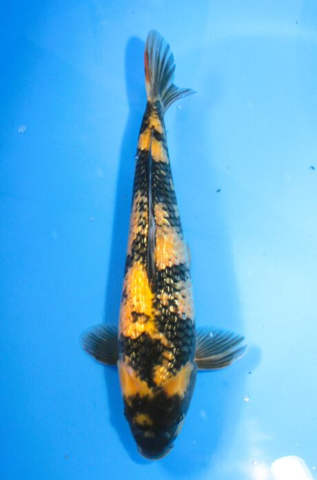 Marh021      Maruhiro   Ginrin Ki Utsuri     42cm