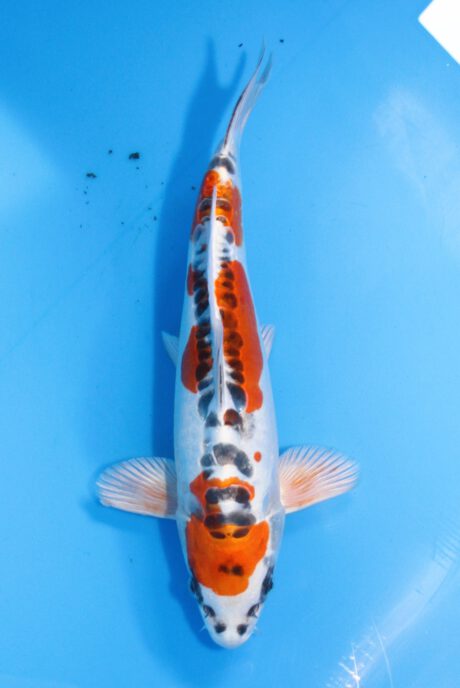 Iko038     Ozumi Ikarashi    Doitsu Kujaku    34cm